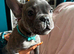 OFFERS!French bulldog boys and girl