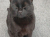 Beautiful black cat