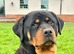 Rottweiler pups KC Registered + Champ Bloodlines