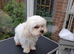 Stud Maltese