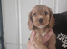 Working cocker spaniel pups
