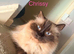 2x Ragdoll females for sale