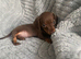 Mini dachshund