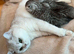 4 Champion Bloodline Scottish Fold/Straight Kittens