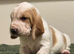 Stunning KC Registered Basset Pups