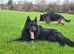 German Shepherd Long Hair Black Puppies