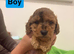 Cockapoo puppies