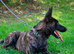Dutch shepherd dog for sale