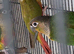 Pineapple Conures