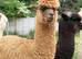 4x Breeding Females