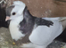Young pair of felegazas