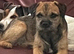 Loving forever home needed for border terrier bitch