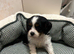 Tri colour King Charles cavalier