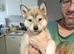 Siberian husky puppies