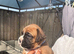 KC BOXERS BOBTAIL AND TAIL