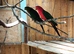 Proven pair king parrots