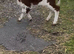 Minature Hereford heffer calf