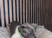 Wippet puppies for sale x5 Boys x1 Girl