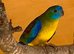 Chestnut‑shouldered Parrot