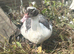 Muscovy drakes 12 weeks