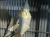 Cockatiels for Sale &ndash; Healthy Active Birds, Ready Now