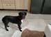 Dog for sale