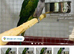 Derbayan parrot