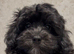 Fully DNA Health Tested F1 Maltipoo Puppies