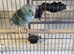 Turquoise Kakariki