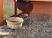 Rare old English pheasant fowl