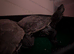 X 2 Missappi River turtle for sale
