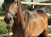 2023 registered dun filly to make 14.2