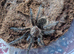 Curly hair tarantulas (various sizes)
