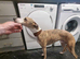 Whippet dog