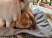 Gorgeous mini lops
