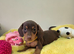 Kc Miniature Dachshund