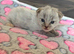 2 kittens available