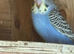 Young Budgies's