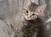 5 gorgeous grey kittens