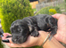 Working cocker spaniels