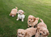 Lovely fluffy cavapoo pups £585