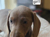 Miniature Dachshund