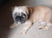 Shih tzu x frenchie