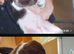 Beautiful F1 Sprocker Puppies