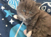 Adorable Persian babies