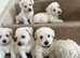 Beautiful Westiepoo pups
