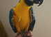 Handreard Silly Tame Blue & Gold Macaw