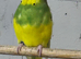 Budgies