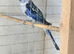 Pair rosella for sale