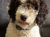 Cockapoo puppies for sale